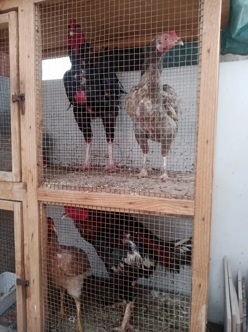 4Hen Pair — photo 3