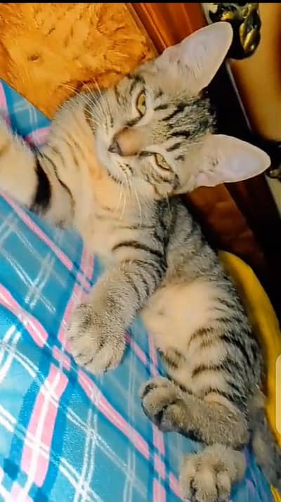 5 Months Old Semi-Persian Kittens for Sale 