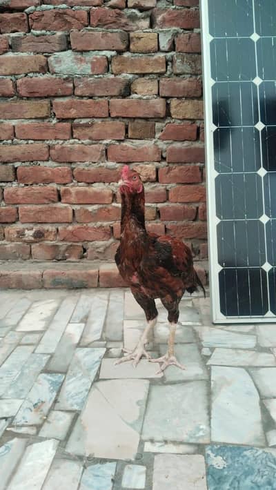 Aseel Murgha For Sale 