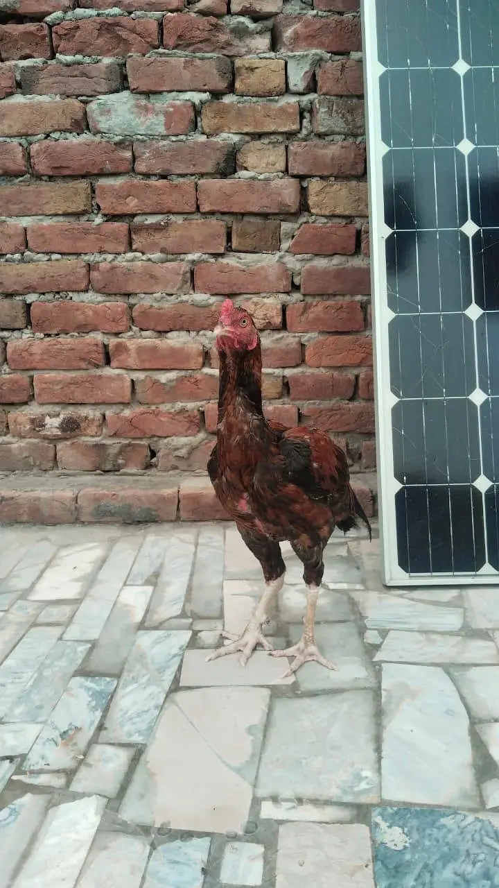 Aseel Murgha For Sale 