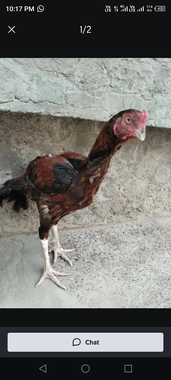 Aseel Murgha For Sale  — photo 2
