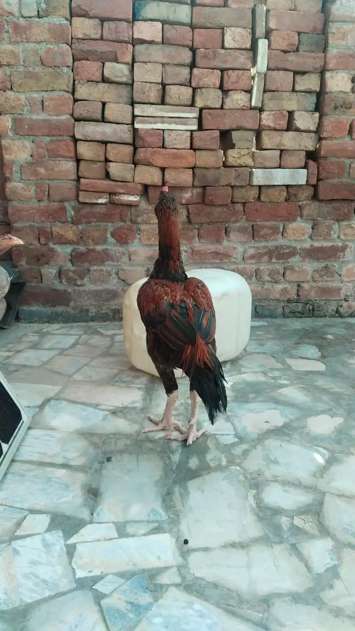 Aseel Murgha For Sale  — photo 3