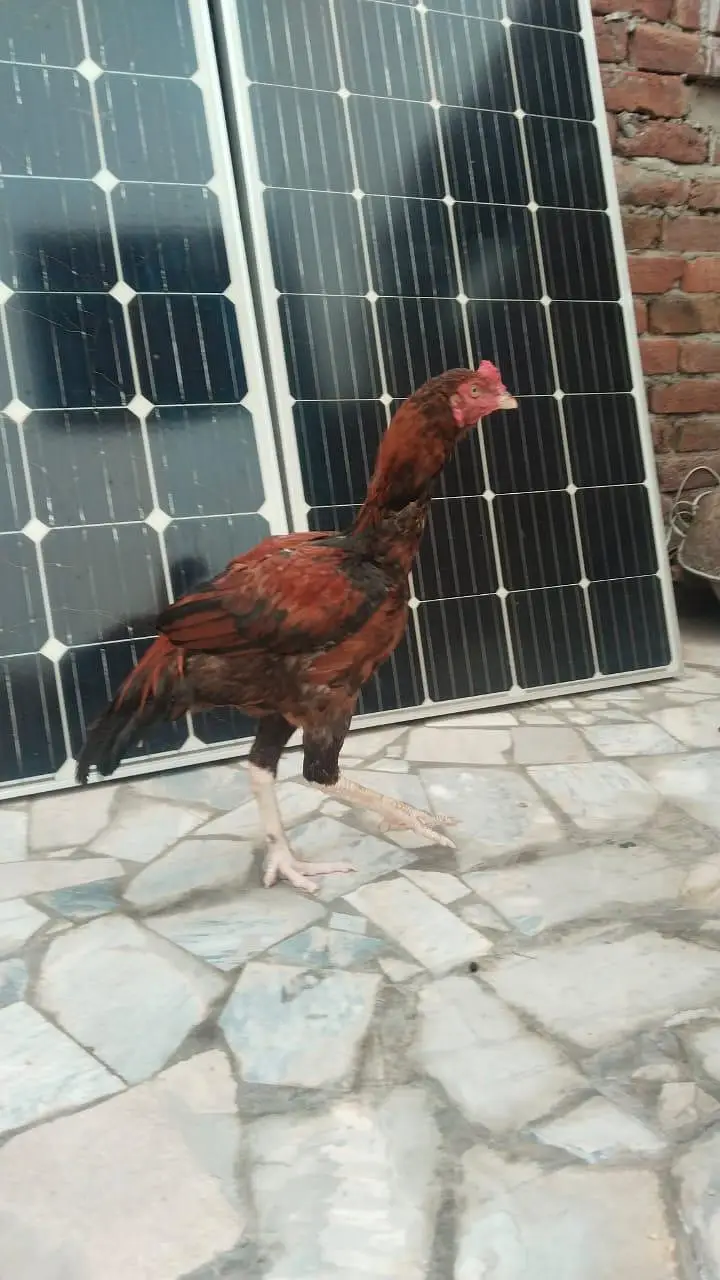 Aseel Murgha For Sale  — photo 4
