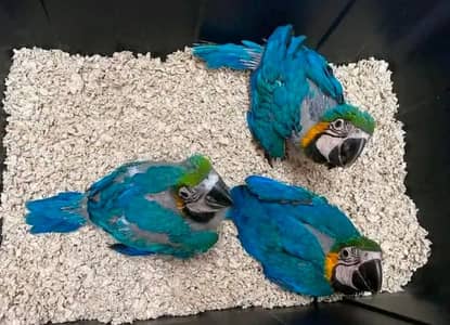 Below Macaw parrot checks for sale