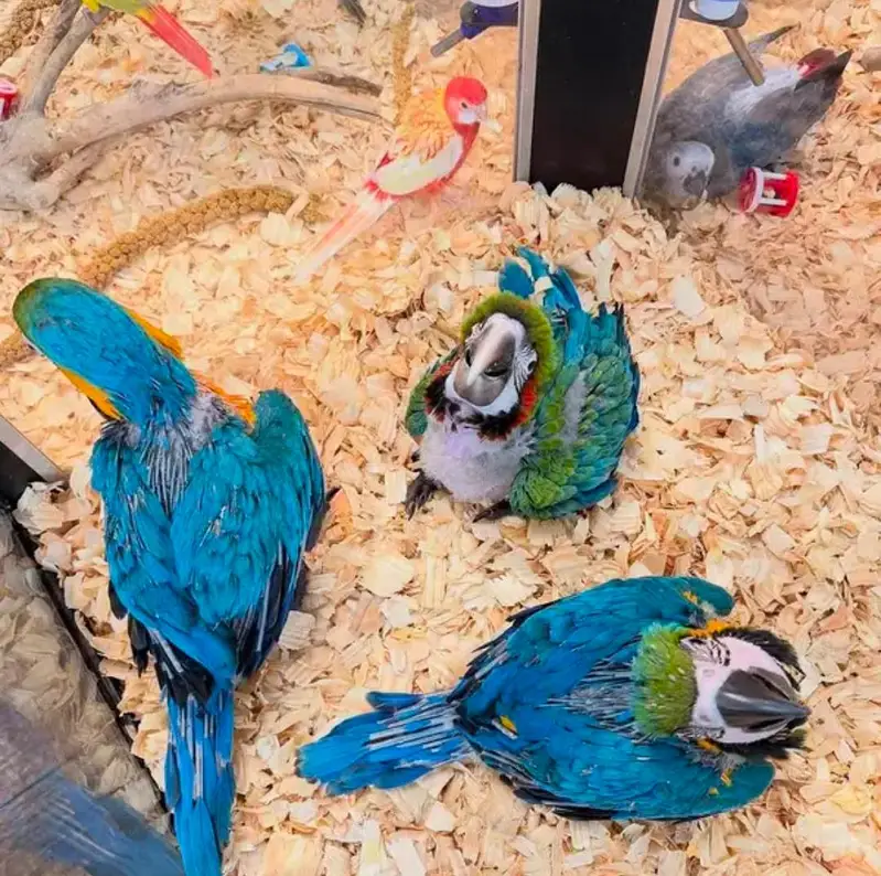 Below Macaw parrot checks for sale — photo 2