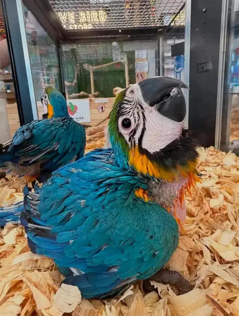 Below Macaw parrot checks for sale — photo 3