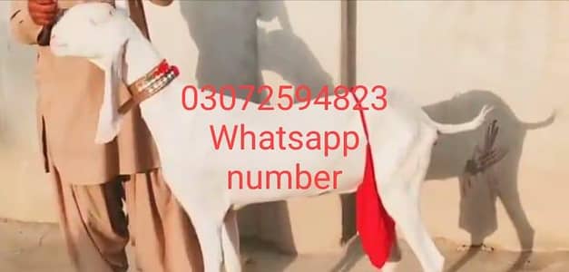 gulabi bakri 2 bacho wali sale need cash urgent sale