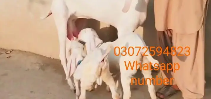 gulabi bakri 2 bacho wali sale need cash urgent sale — photo 2
