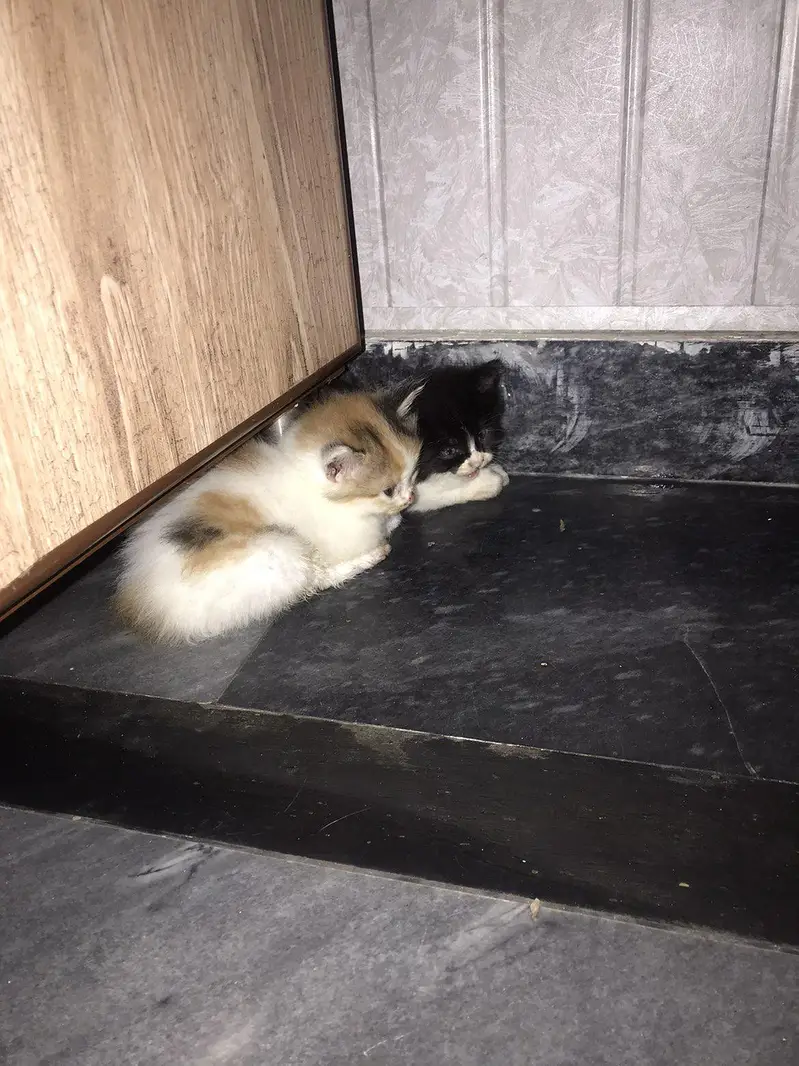 i want too sale my persian cat with four kittens — photo 3
