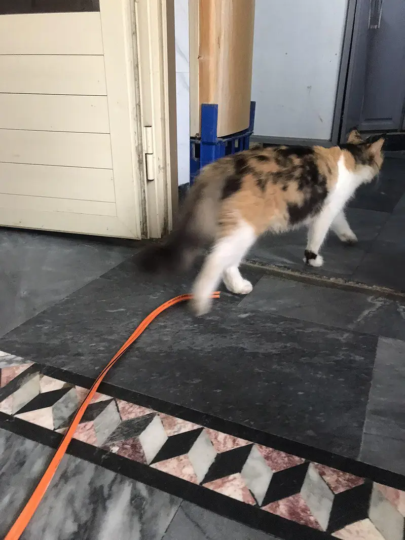 i want too sale my persian cat with four kittens — photo 5