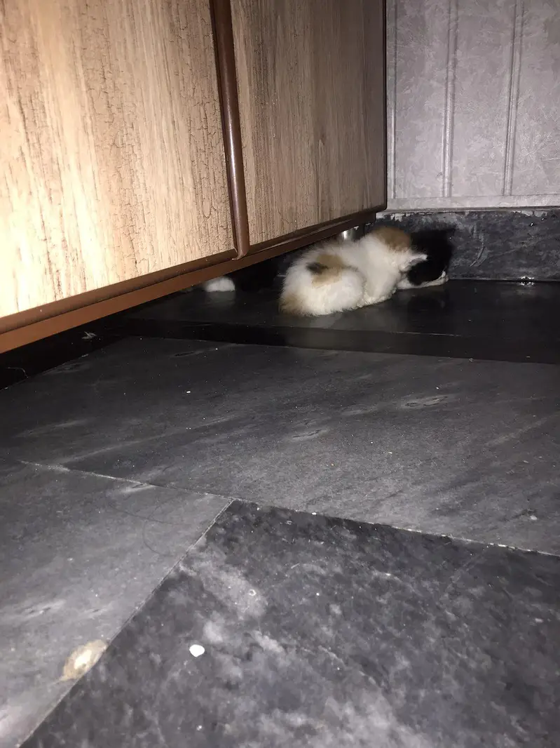 i want too sale my persian cat with four kittens — photo 6