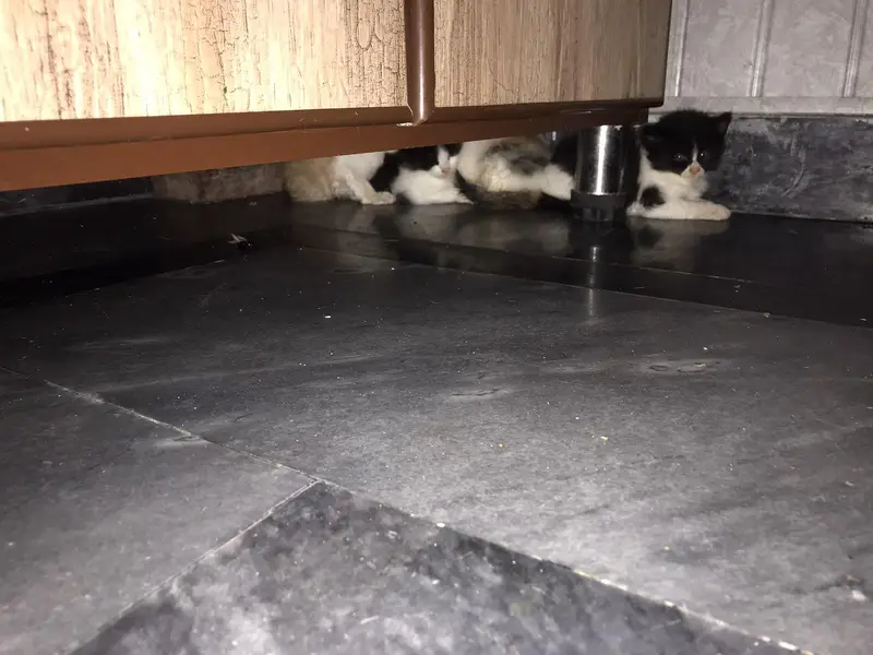 i want too sale my persian cat with four kittens — photo 7