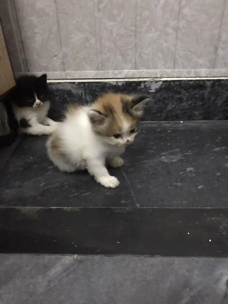 i want too sale my persian cat with four kittens — photo 8