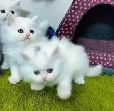 (Persian female kitten) (for sale all) (Pakistan delivery available)