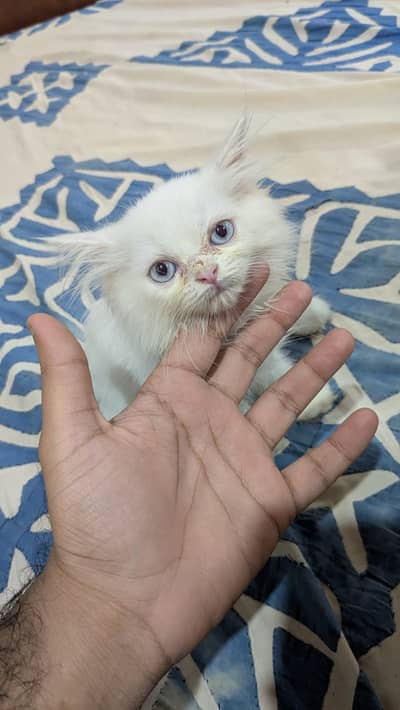 Persian Cat Available for Sale    1.5 months old Persian kitten 
