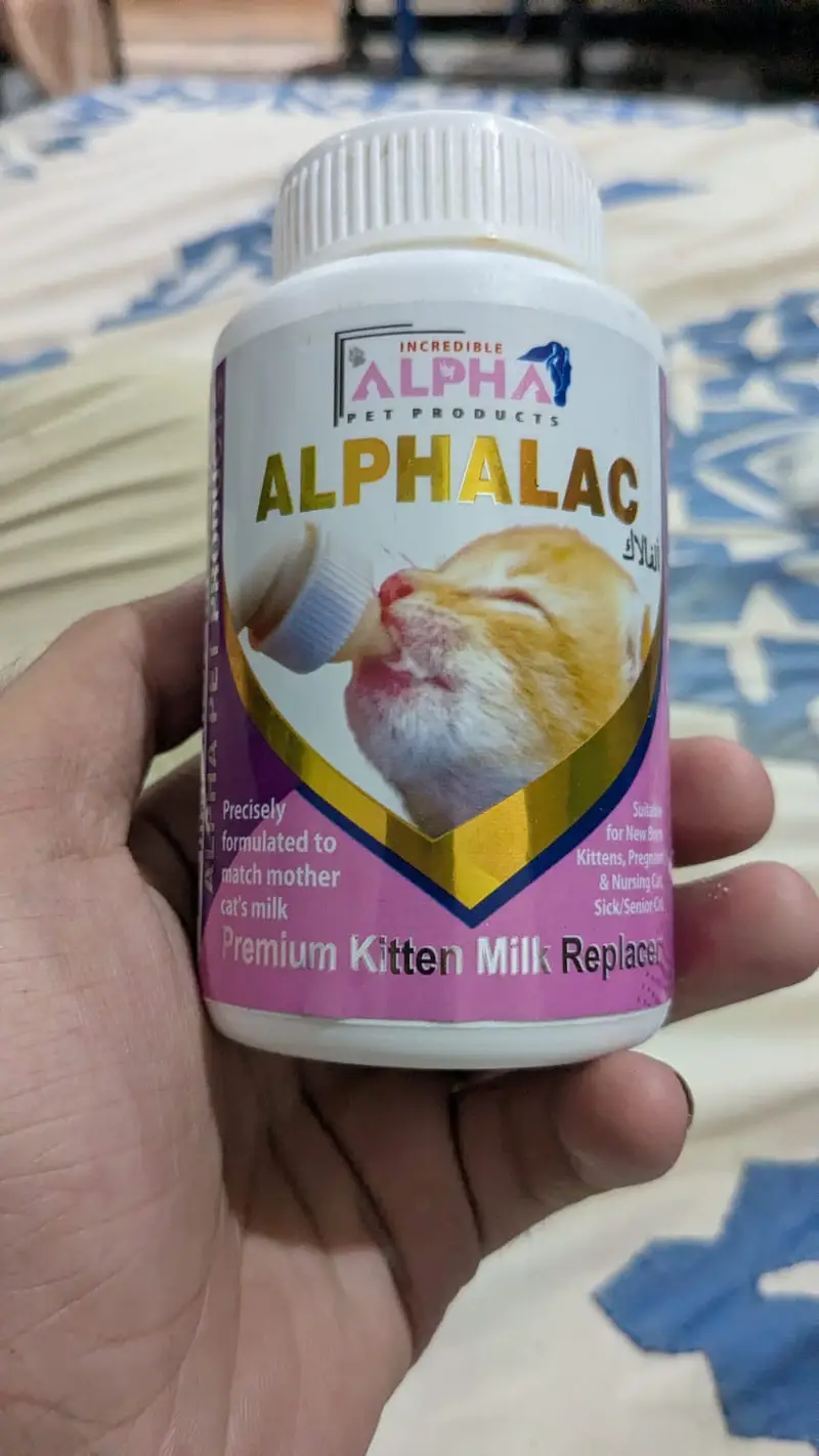 Persian Cat Available for Sale    1.5 months old Persian kitten  — photo 4