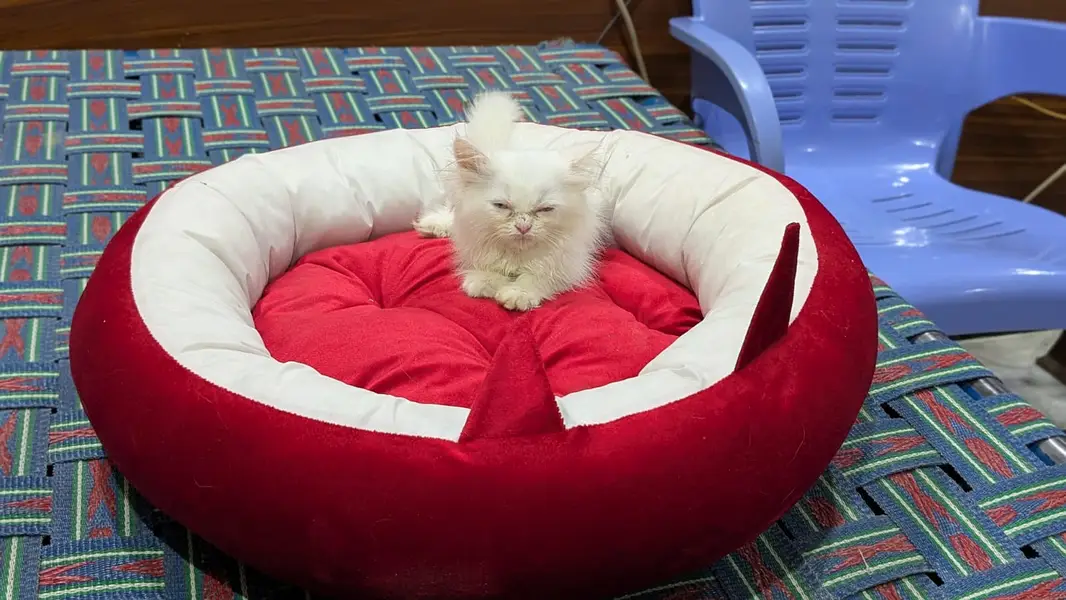 Persian Cat Available for Sale    1.5 months old Persian kitten  — photo 5