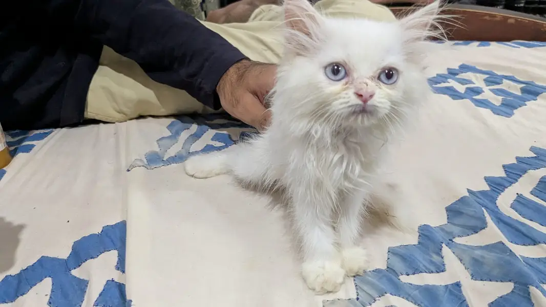 Persian Cat Available for Sale    1.5 months old Persian kitten  — photo 8