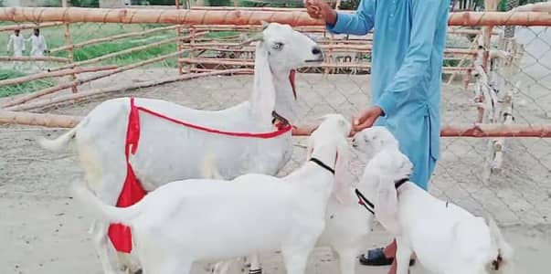 3 bacchon wali bakri gulabi rabta call+0324/23/46/228