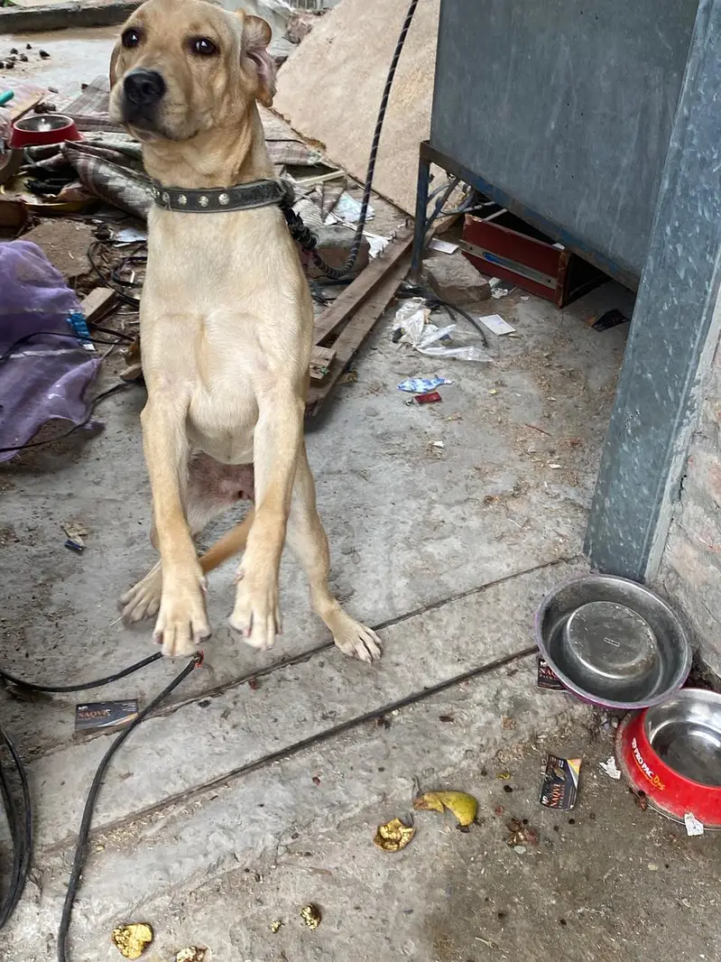 labra dog — photo 3