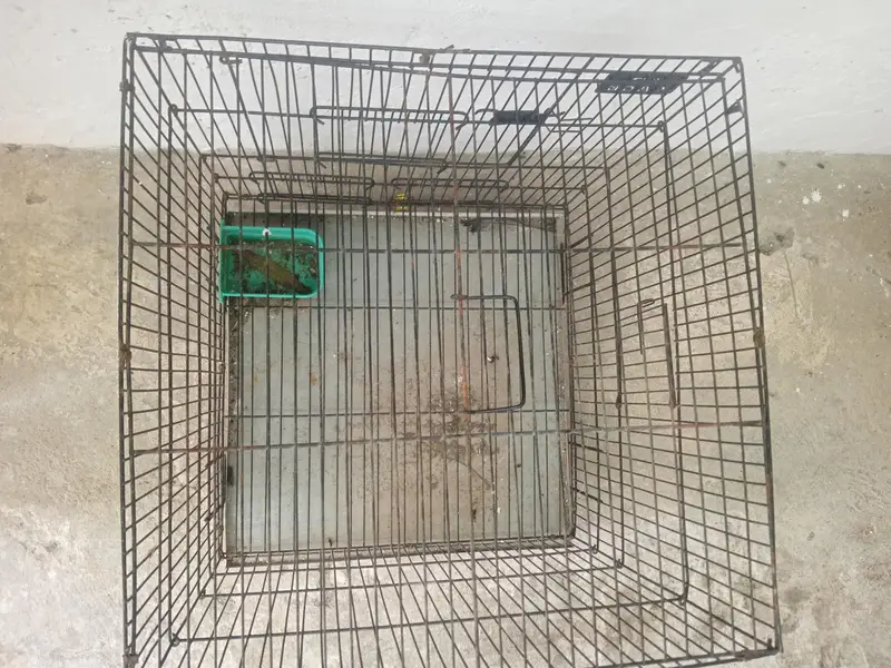 Bird cage — photo 4