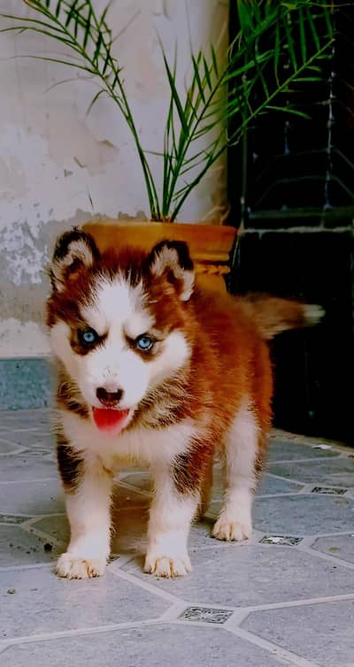 Husky puppy