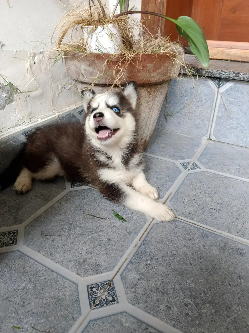 Husky puppy — photo 2