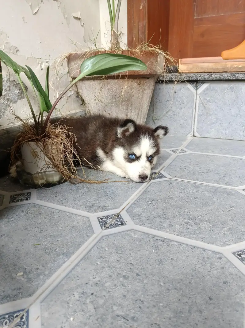Husky puppy — photo 3