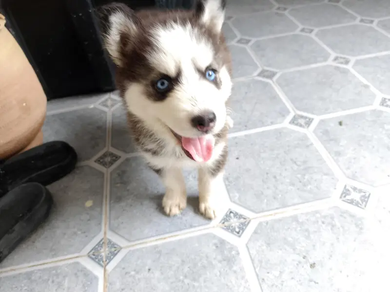Husky puppy — photo 4