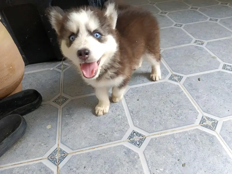 Husky puppy — photo 5