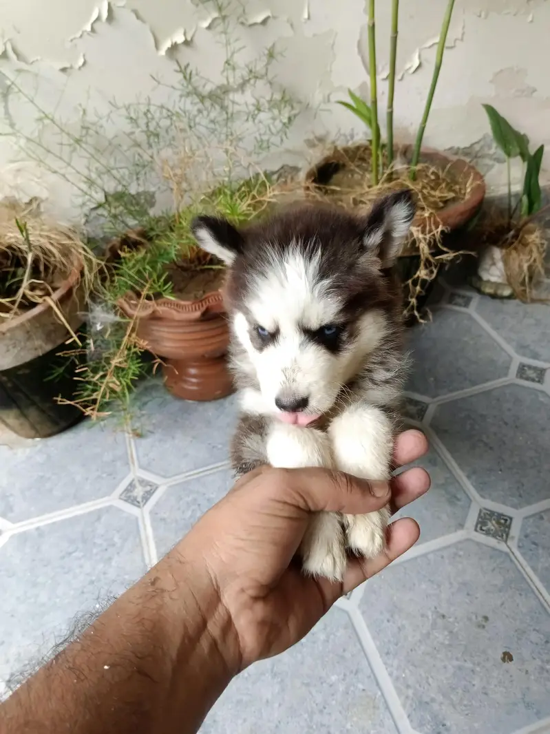 Husky puppy — photo 6
