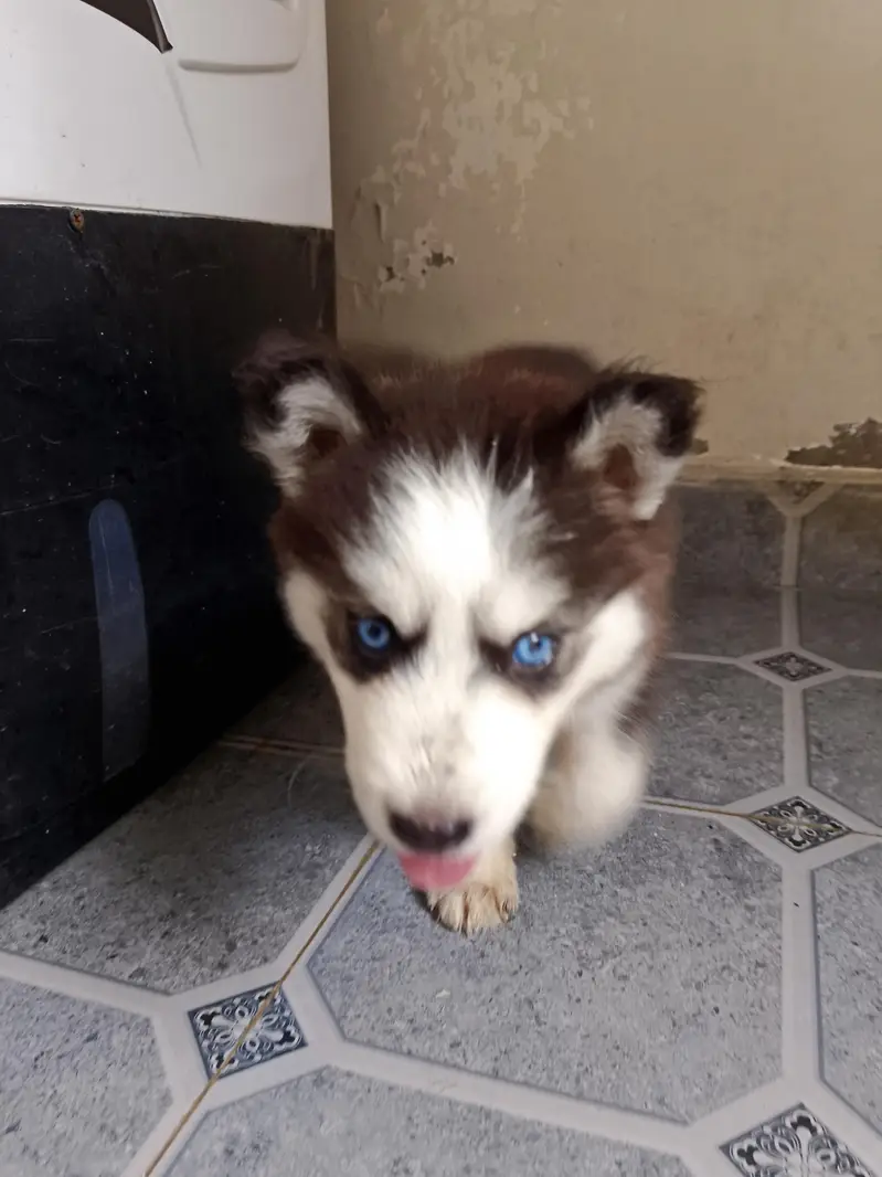 Husky puppy — photo 7