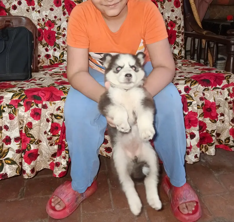 Husky puppy — photo 8