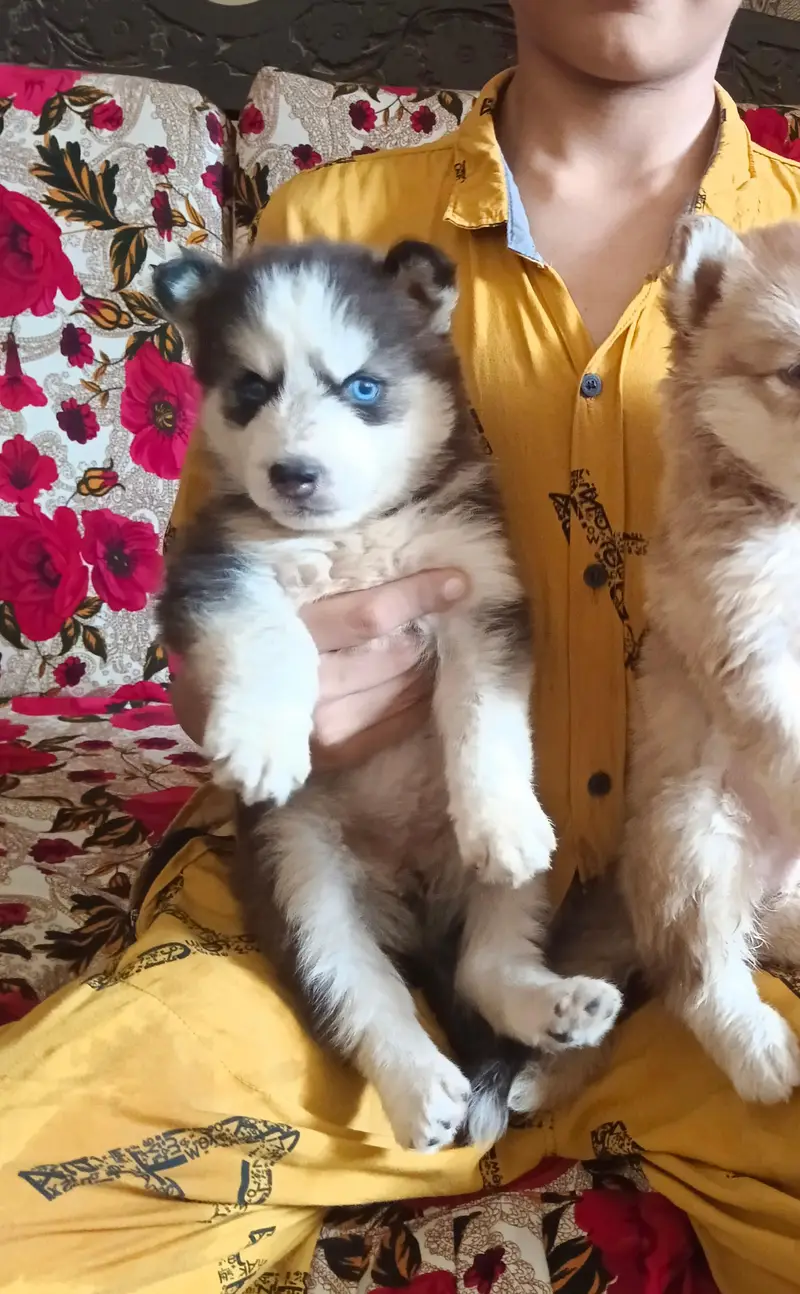 Husky puppy — photo 9