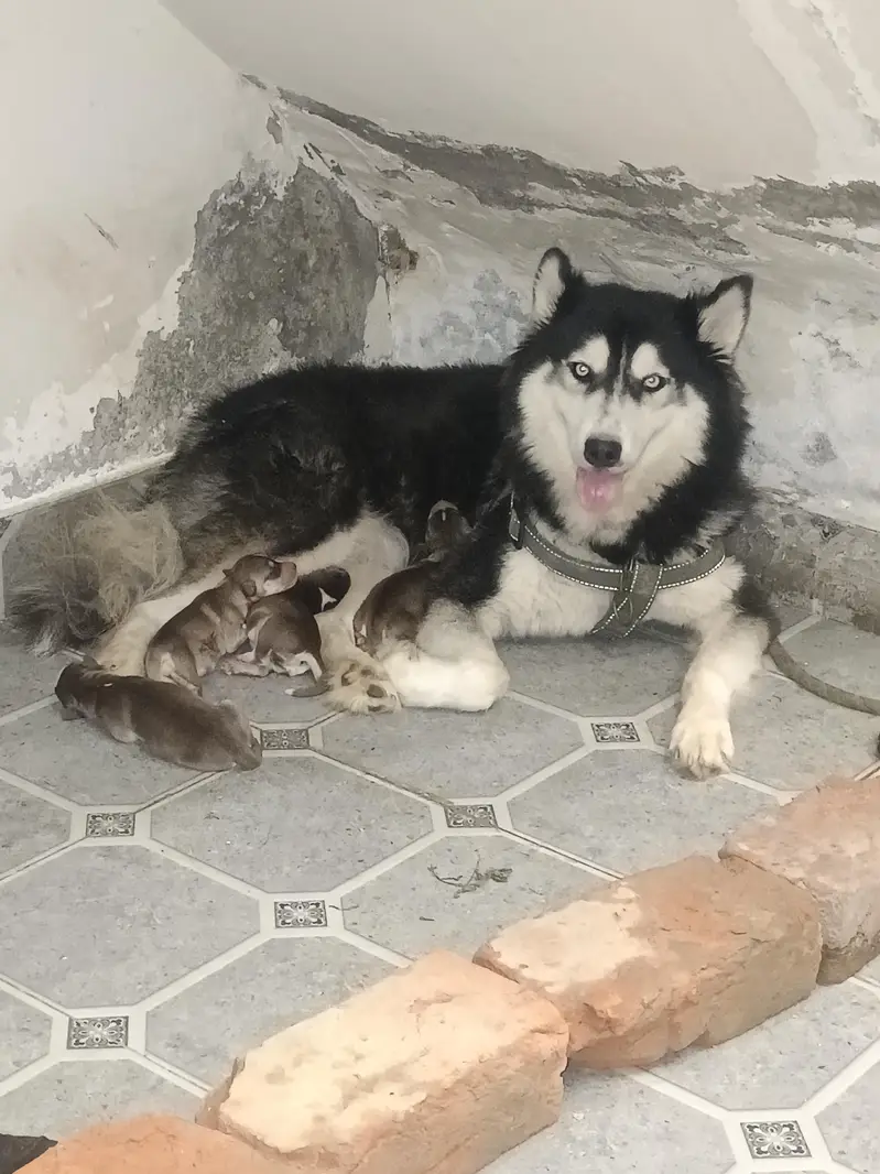 Husky puppy — photo 10