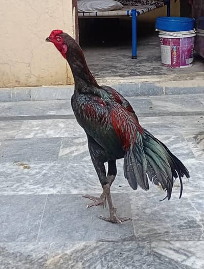 good quality home breed