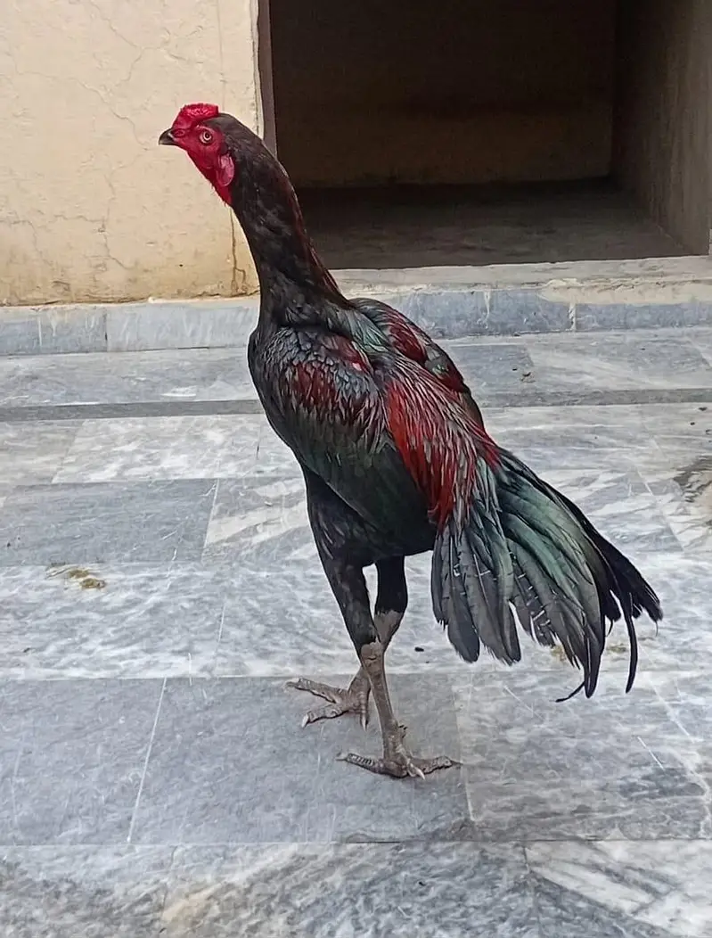 good quality home breed — photo 2