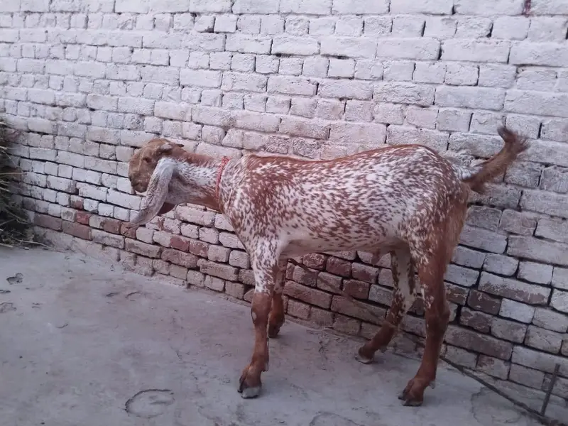 desi Bakra for sale03490704921 — photo 2
