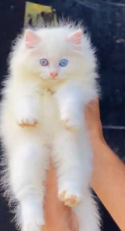 (Persian female kitten) (for sale all) (Pakistan delivery available)