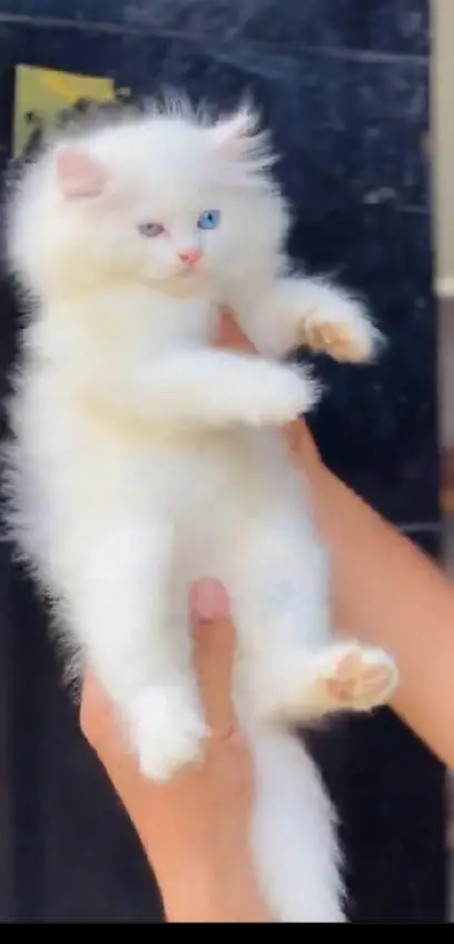 (Persian female kitten) (for sale all) (Pakistan delivery available) — photo 2