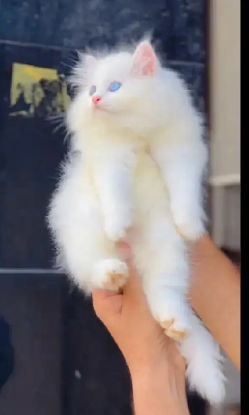 (Persian female kitten) (for sale all) (Pakistan delivery available) — photo 4