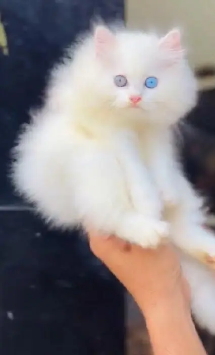 (Persian female kitten) (for sale all) (Pakistan delivery available) — photo 5
