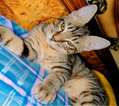 5 Months Old Semi-Persian Kittens for Sale