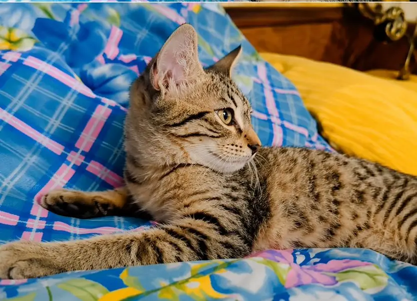 5 Months Old Semi-Persian Kittens for Sale — photo 2