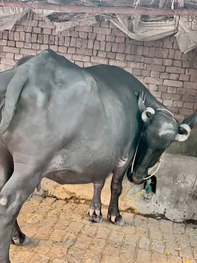 9 mahine ki pregnant bhens for sale