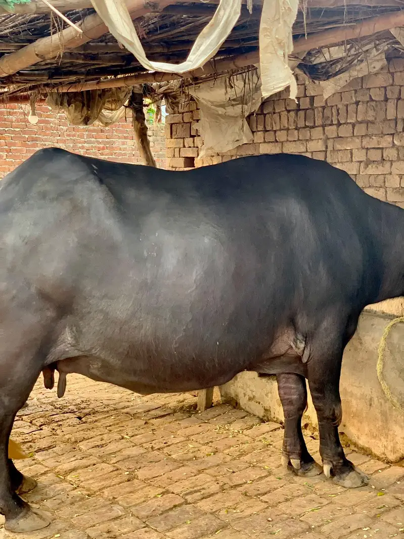 9 mahine ki pregnant bhens for sale — photo 2