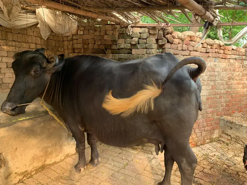 9 mahine ki pregnant bhens for sale — photo 3