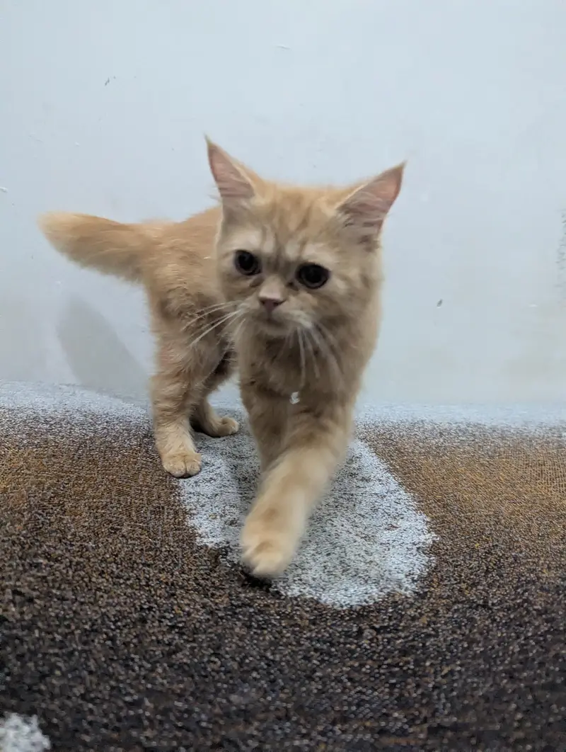 High quality pershion cat — photo 2