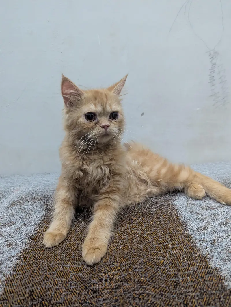 High quality pershion cat — photo 3