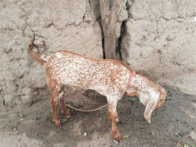 desi Bakra for Sale Mashallah Call  03490704921